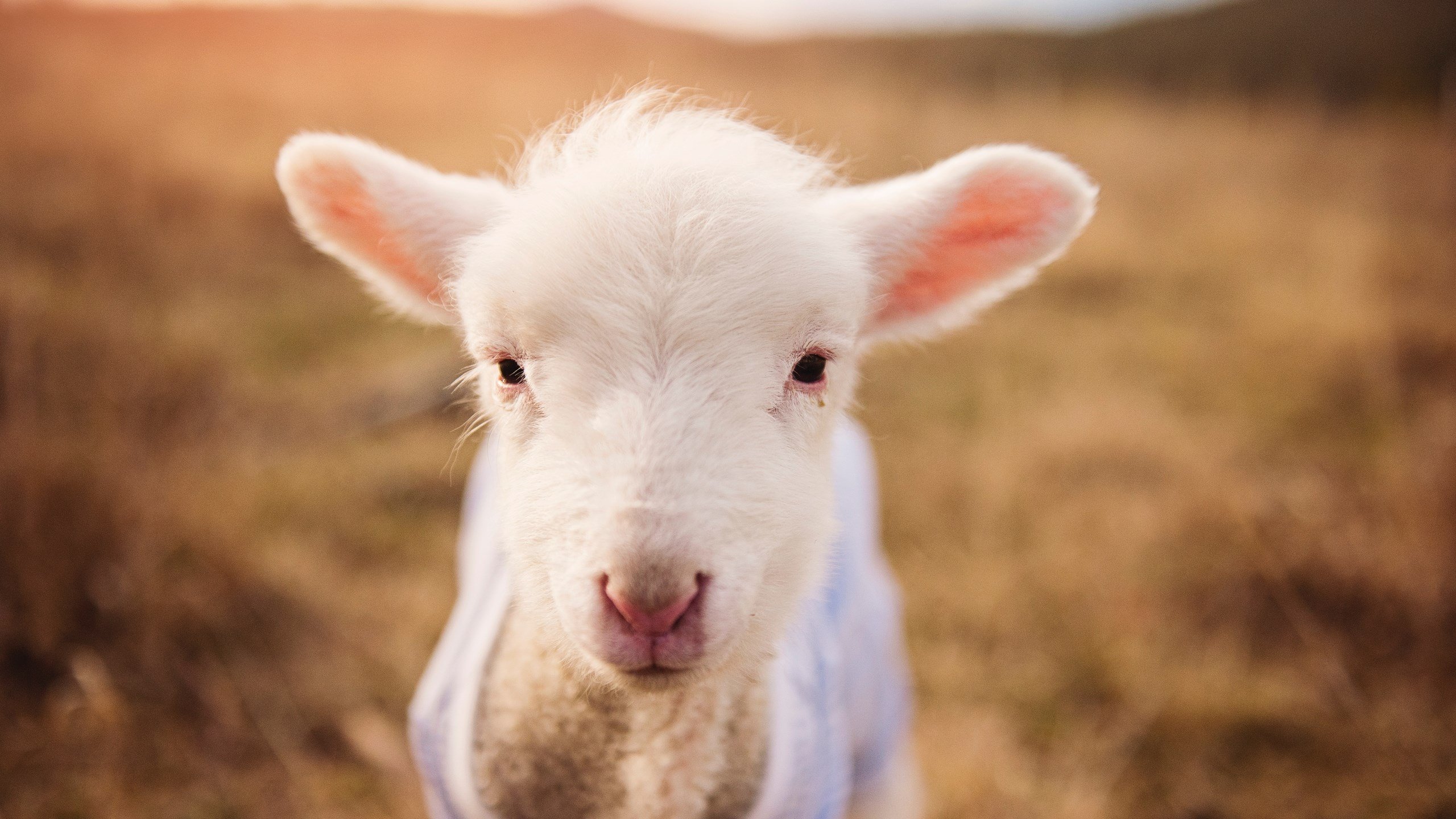 格列兹曼的挽歌与多特蒙德的战吼，当关键先生奏响淘汰赛序章