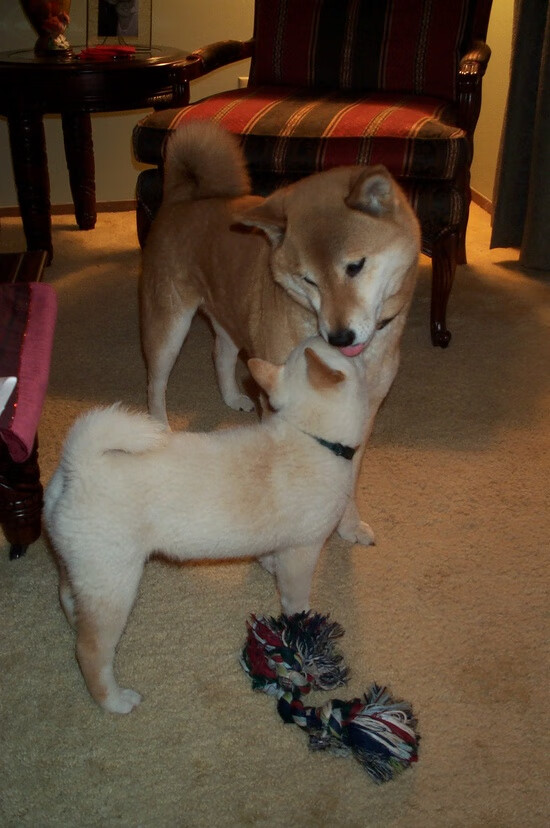 教科书级演出,班凯罗如何用绝境破局点亮德甲争冠夜