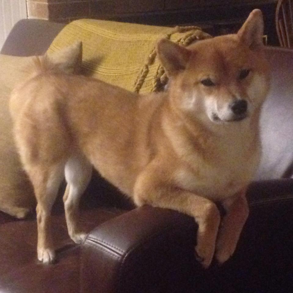 雷火电竞app-基石·脊梁，西亚卡姆如定海神针，尼克斯终结纽约德比悬念