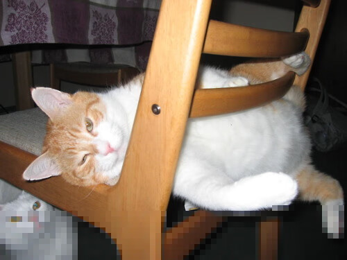 双城记，约基奇与黄蜂公牛之战—传奇在逆境中诞生