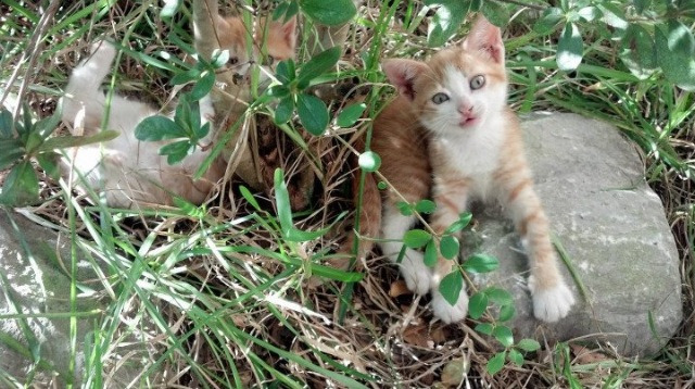 约基奇化身F1车手，在浙江赛道接管热火争冠之战