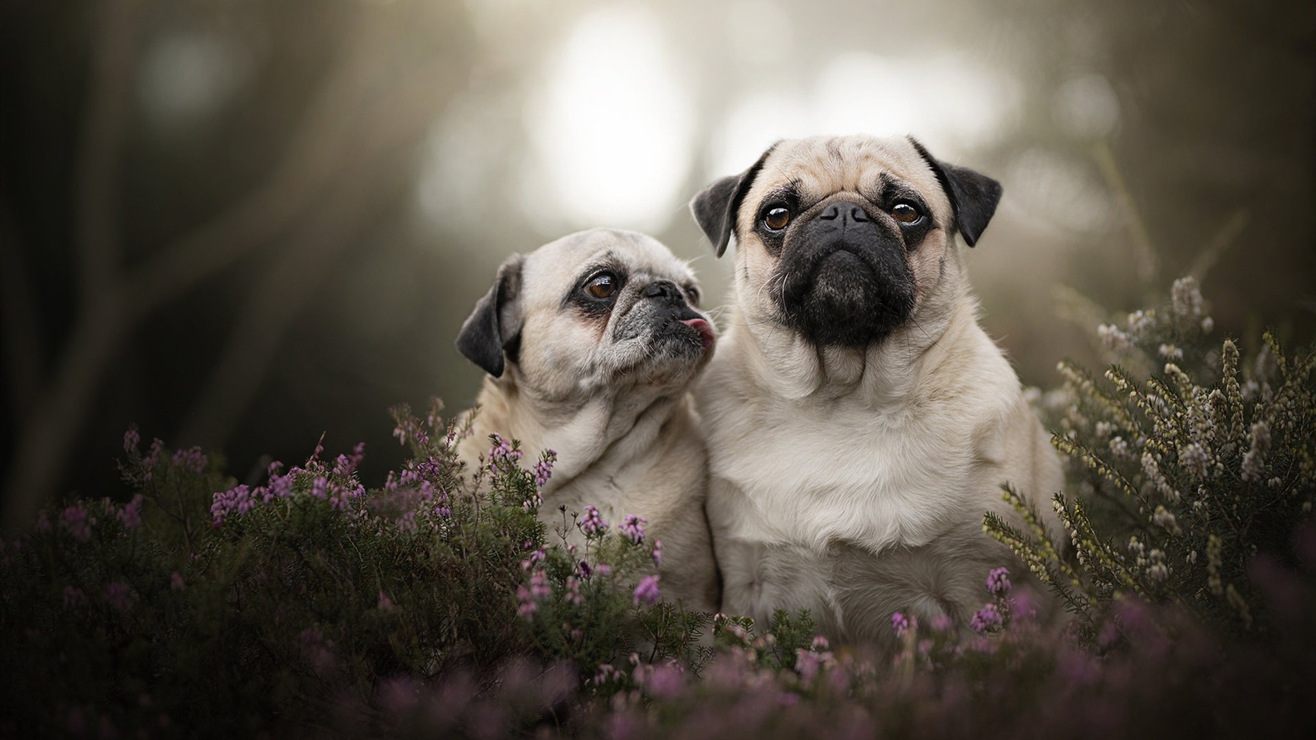 围场与球场的红白交锋，当极限在柏油与木板间共振