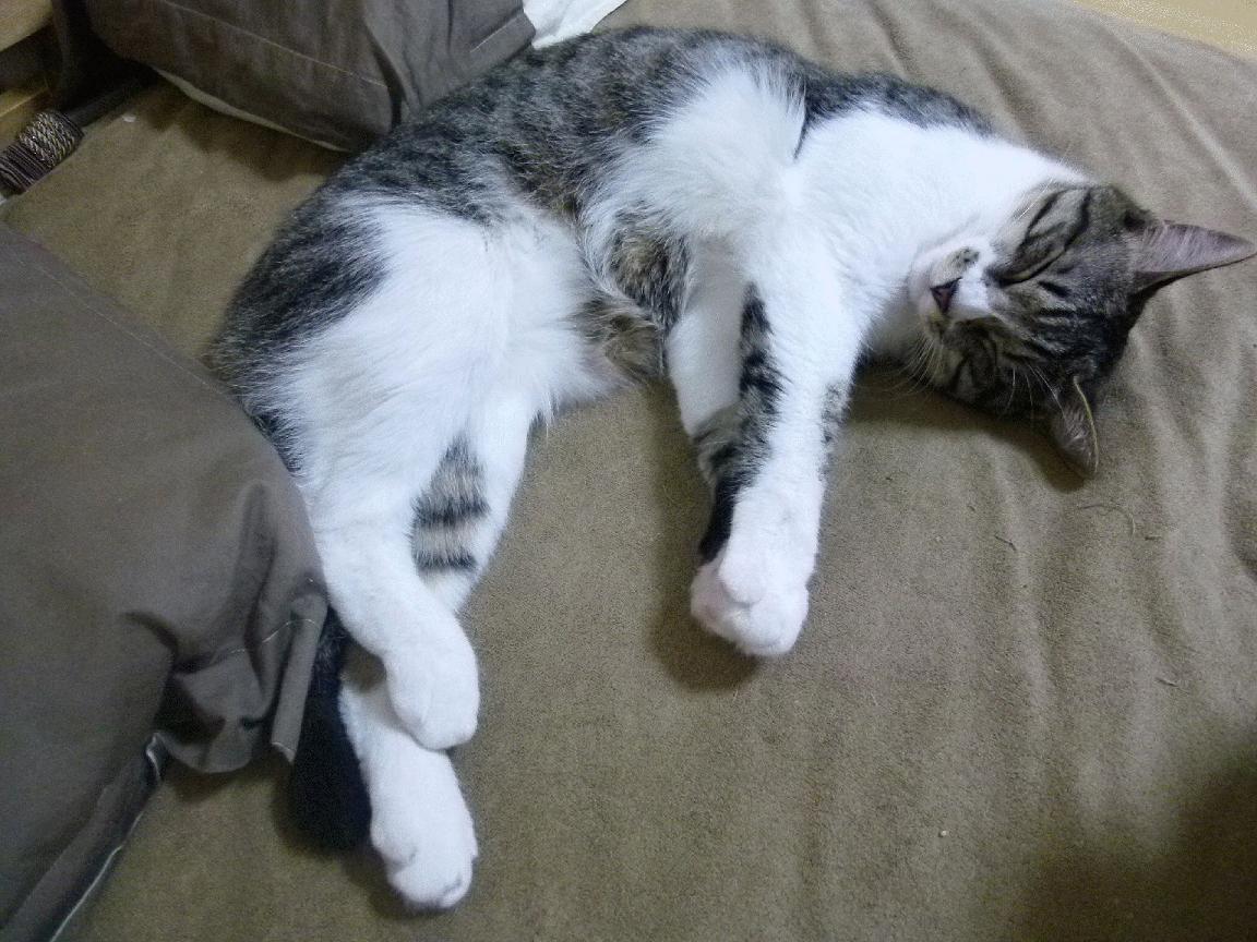 唯一性的闪耀，京多安满分评分与澳大利亚惊天逆转