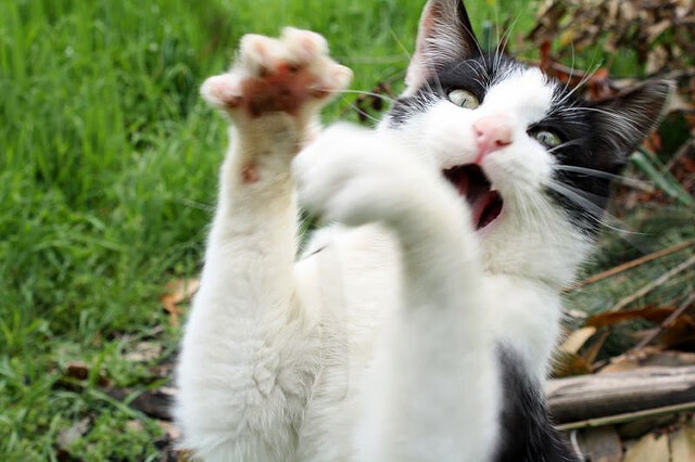 猛兽破笼！小贾伦天雷炸破防线，魔术关键战逆转鹈鹕闯出生天