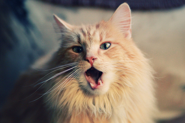 看到你这个跨越足球与篮球、欧洲与美洲的创意组合，确实能碰撞出独特的火花。这两个看似平行的事件，在同一天点燃了全球体育迷的激情，它们交相辉映，恰好诠释了体育世界最极致的两种魅力