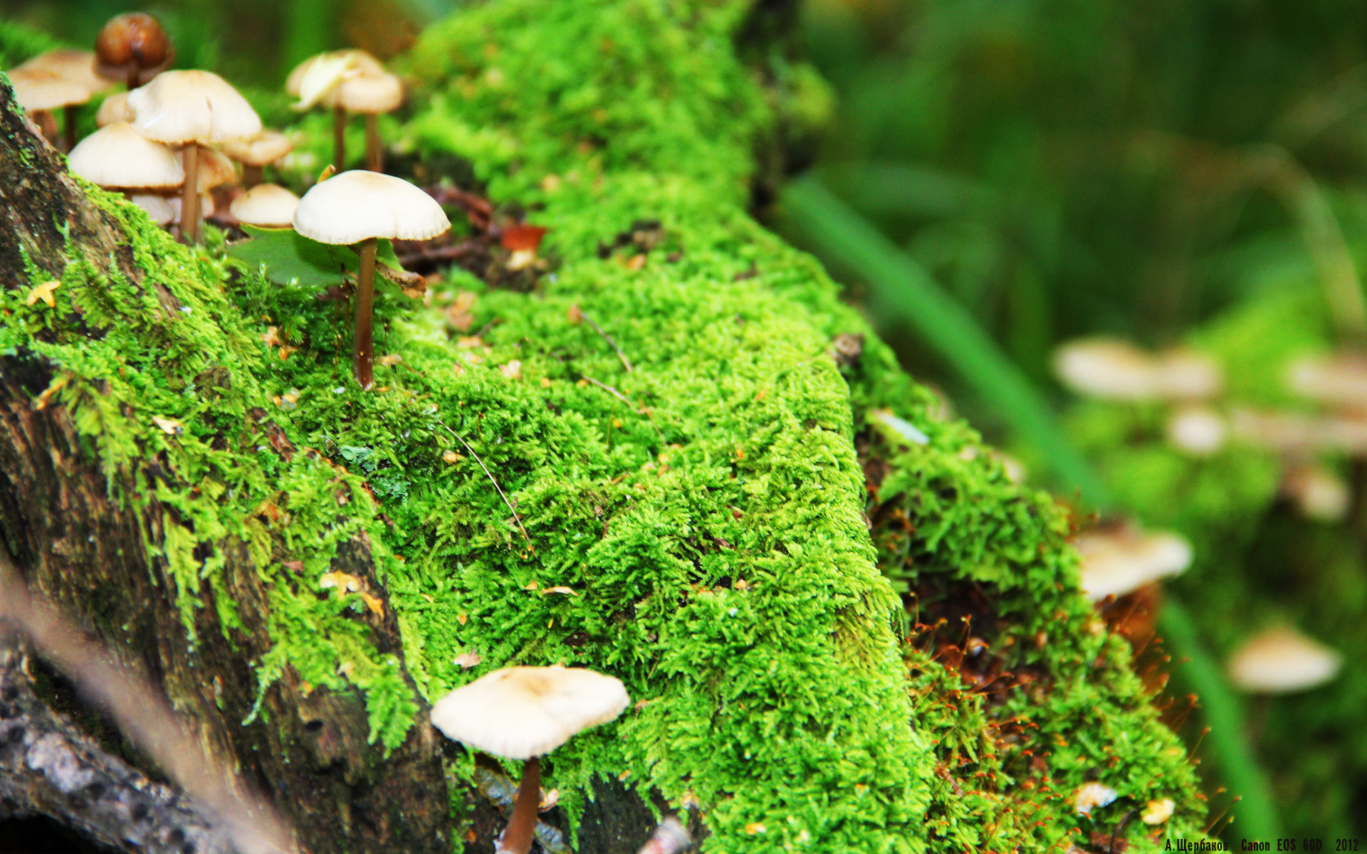 成为对手最致命的礼物