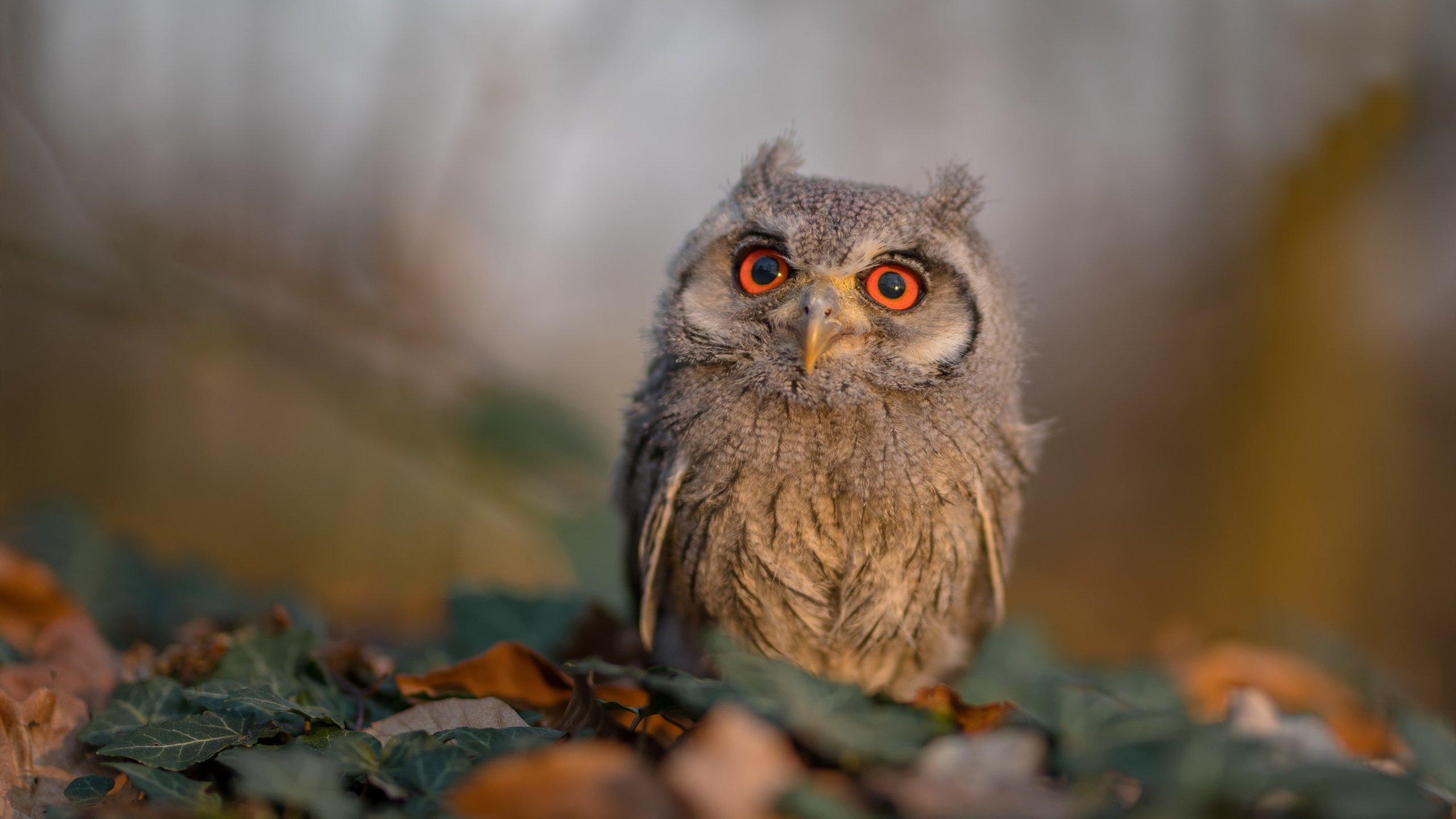 雷火电竞充值-收割与转换，当代篮球的攻防胜负密码