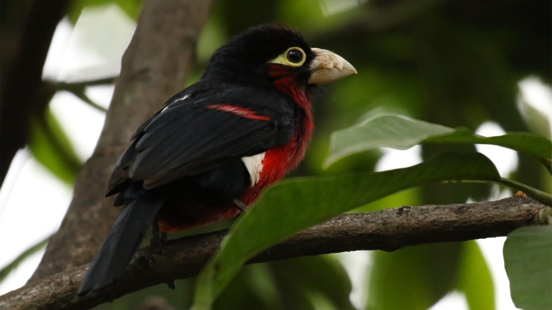 决定性瞬间，莫兰特封神之夜，国王在生死战中以唯一的方式击败森林狼