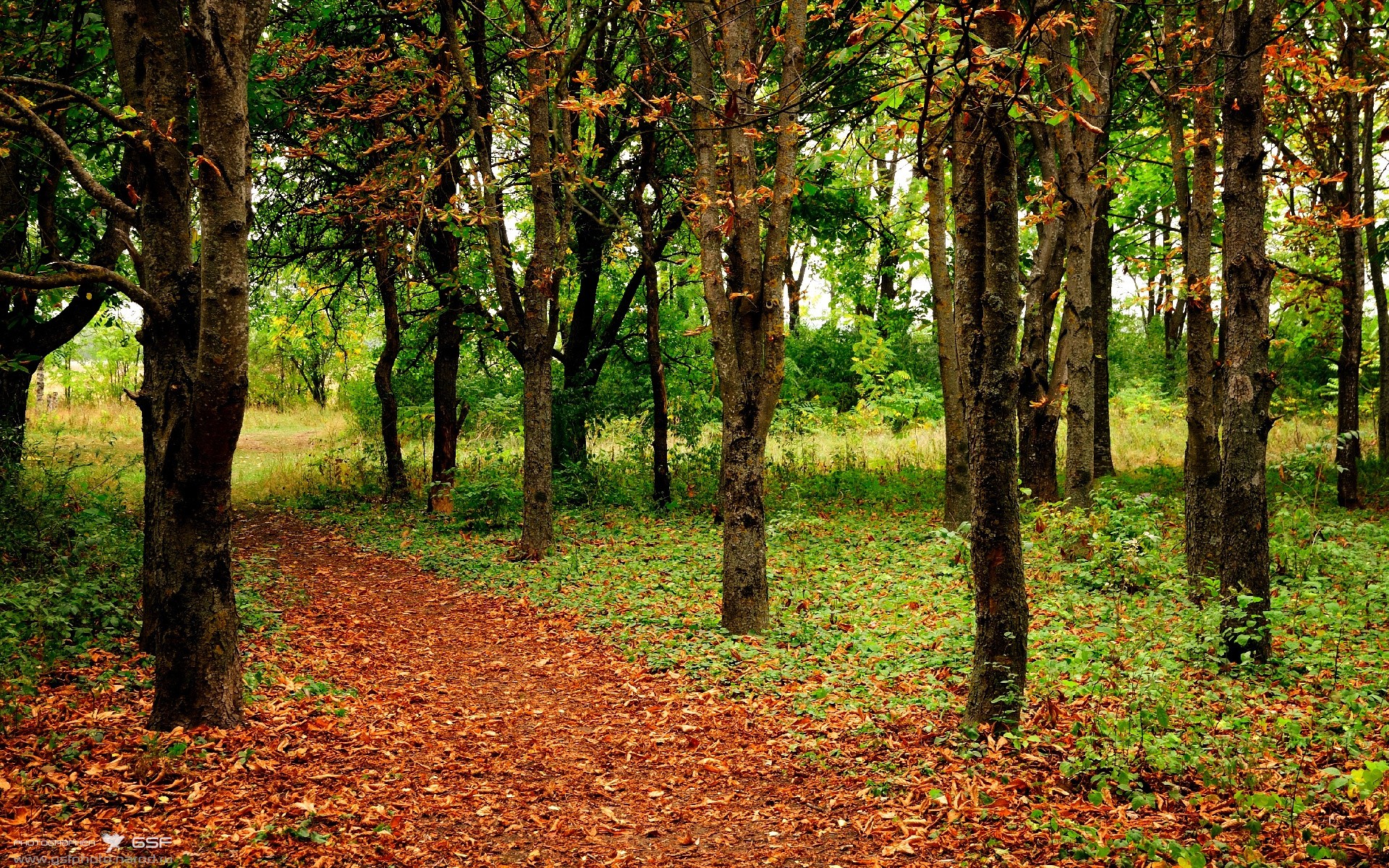 北极光下的足球童话,2026世界杯D组,冰岛碾压阿联酋,福登如天神下凡